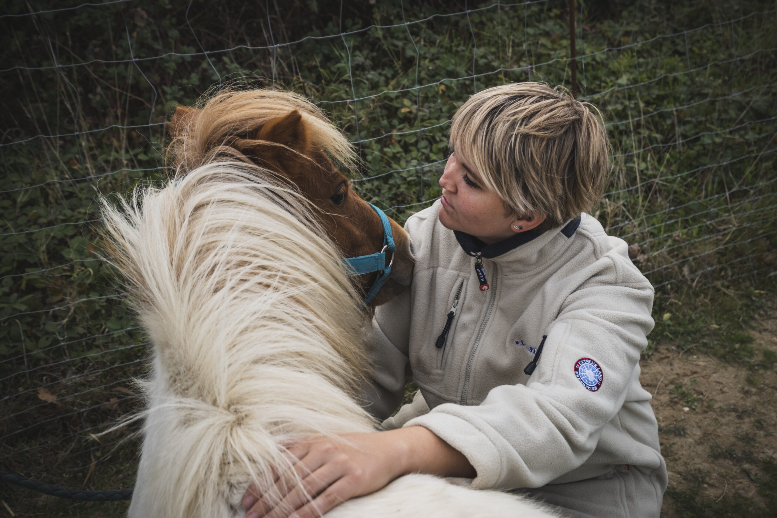 Séance d'ostéopathie sur un poney shetland de 6 ans pour un contrôle suite à une partie de jeu trop intense avec un cheval Bayeux.