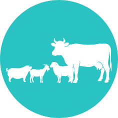 Icone vache et animaux de rente ostéopathie rubrique foire aux questions ostéopathie animal agriculture Villers bocage Clécy Caen Bayeux Carentan Saint-lo