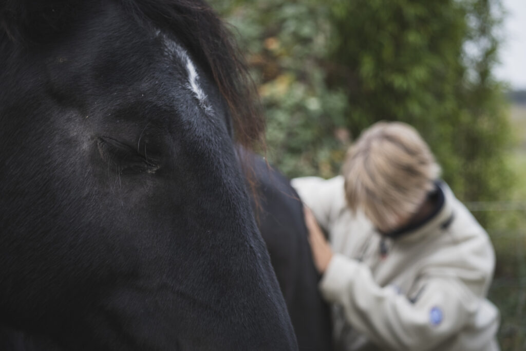 Séance d'ostéopathie cheval équine travail bassin et dos Bayeux Normandie Calvados Manche