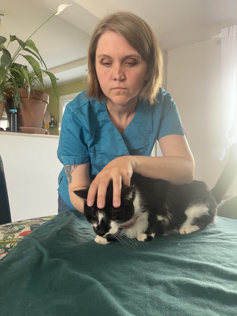 Séance d'ostéopathie sur un chat de 12 ans pour des douleurs au dos et un changement de comportement Bayeux.