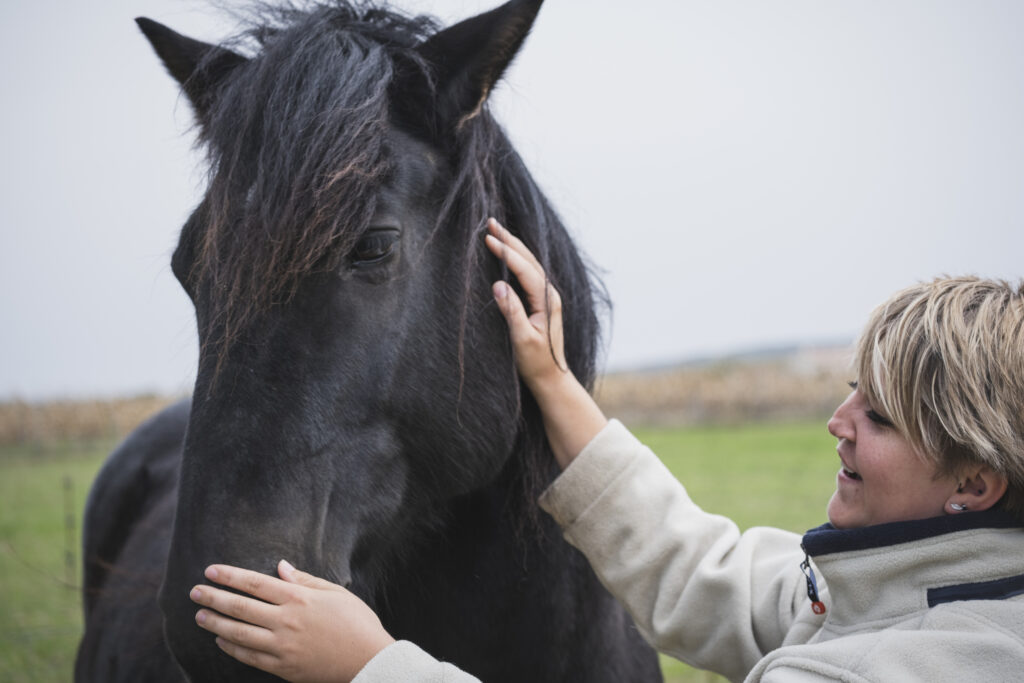 Séance d'ostéopathie équine Calvados Manche