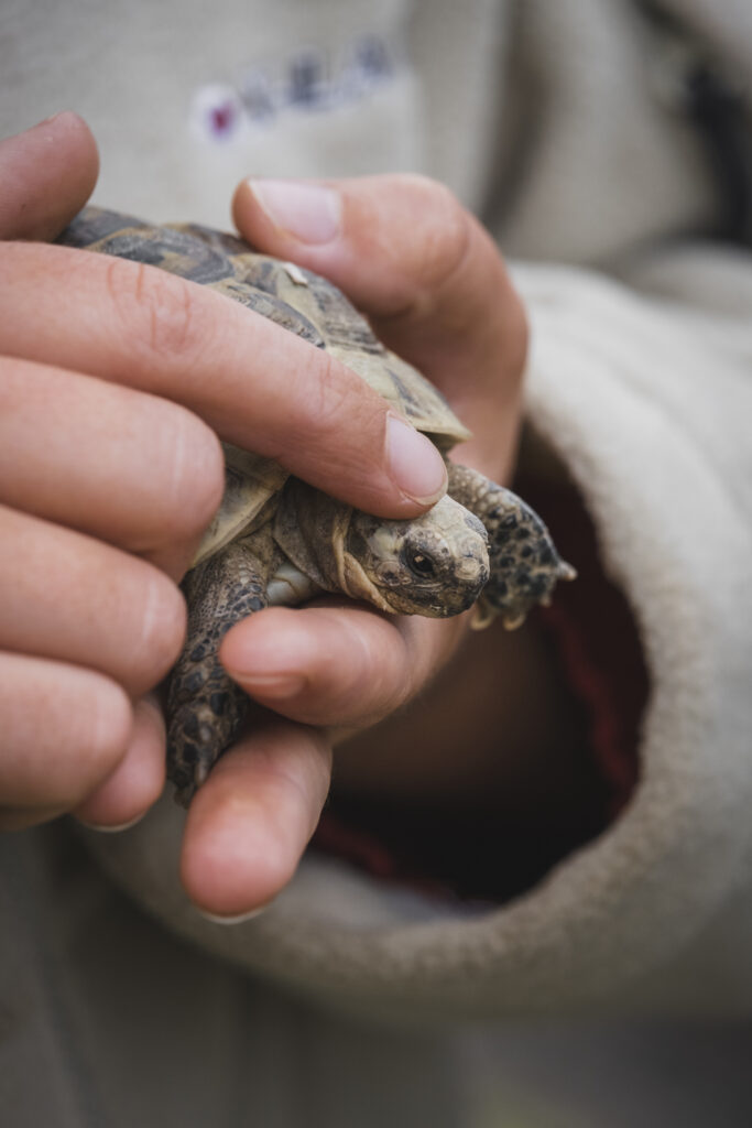 Séance d'ostéopathie tortue Bayeux