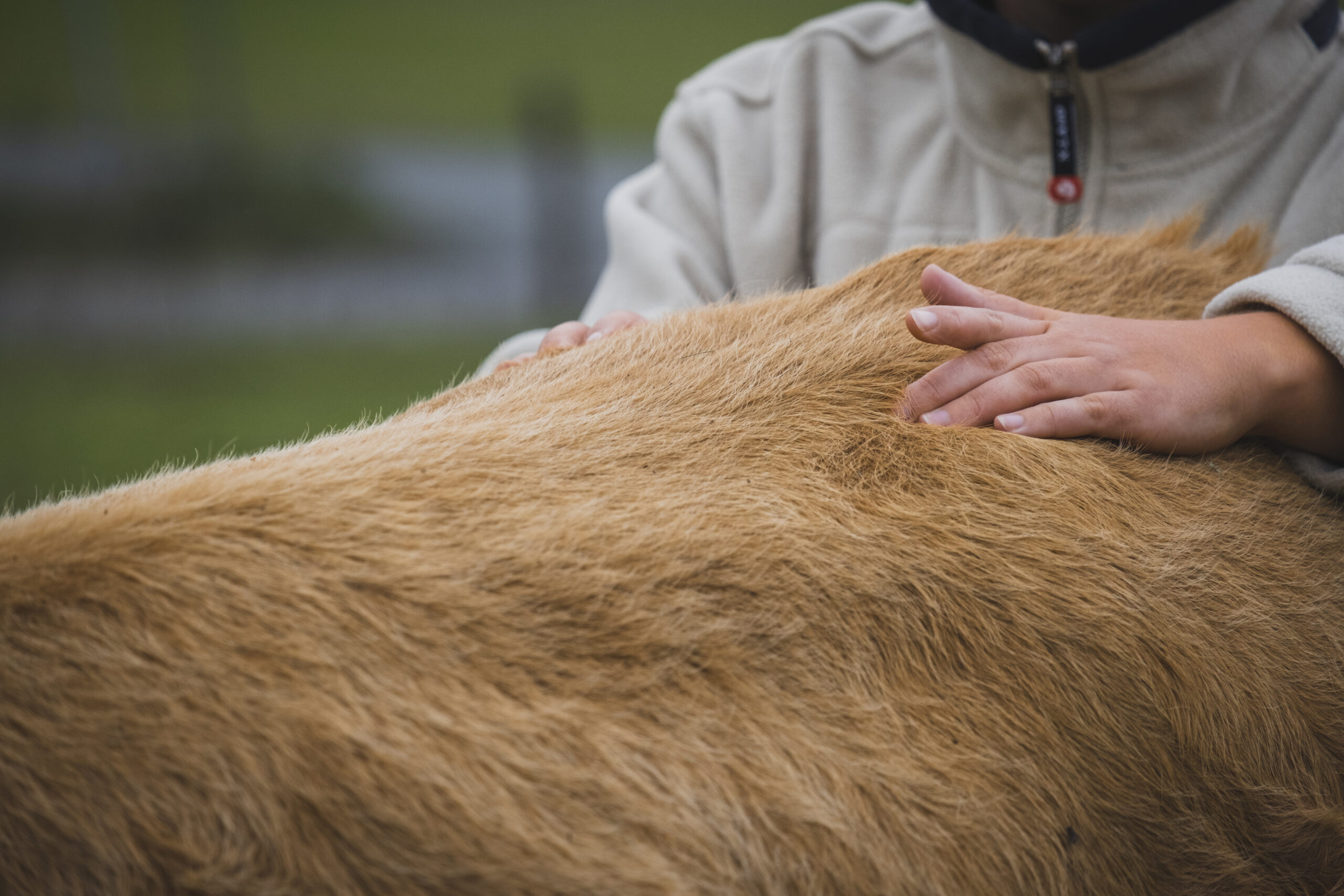 Séance ostéopathie vache Lucie Tison Ostéopathe pour animaux Bayeux Caen Saint-lo