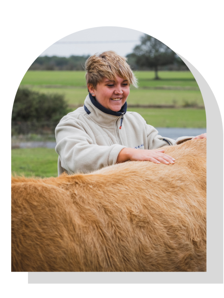 Séance d'ostéopathie vache Calvados Manche