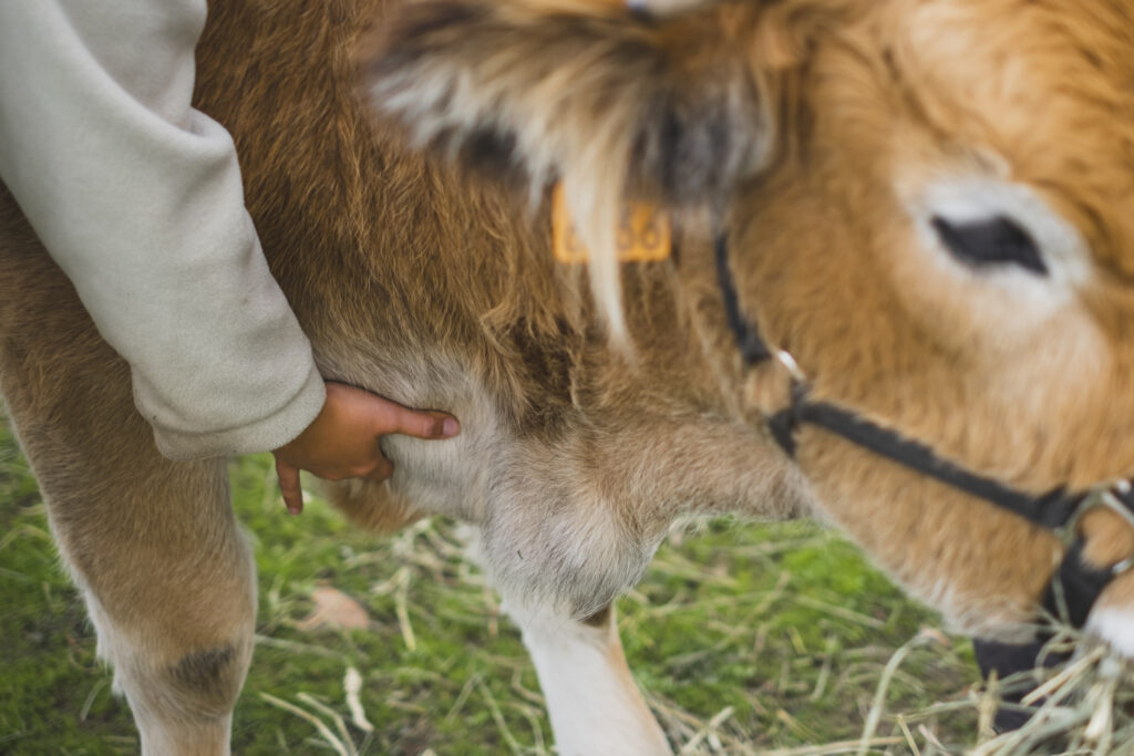 ostéopathe vache bovin