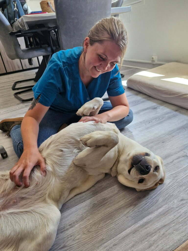 Photo Lucie Tison Ostéopathe pour chien avec labrador jeune émotif