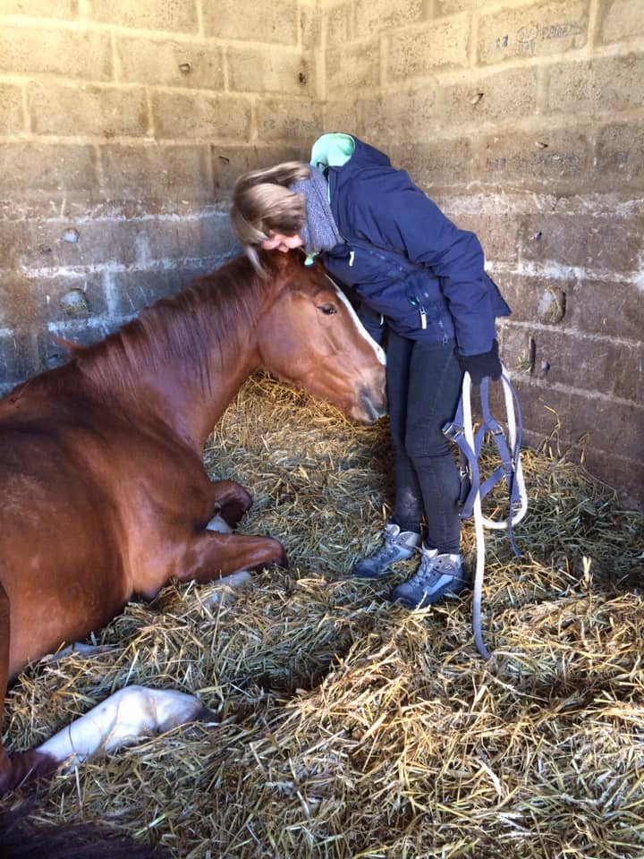 Séance d'ostéopathie équine cheval secteur manche fatigue dos 