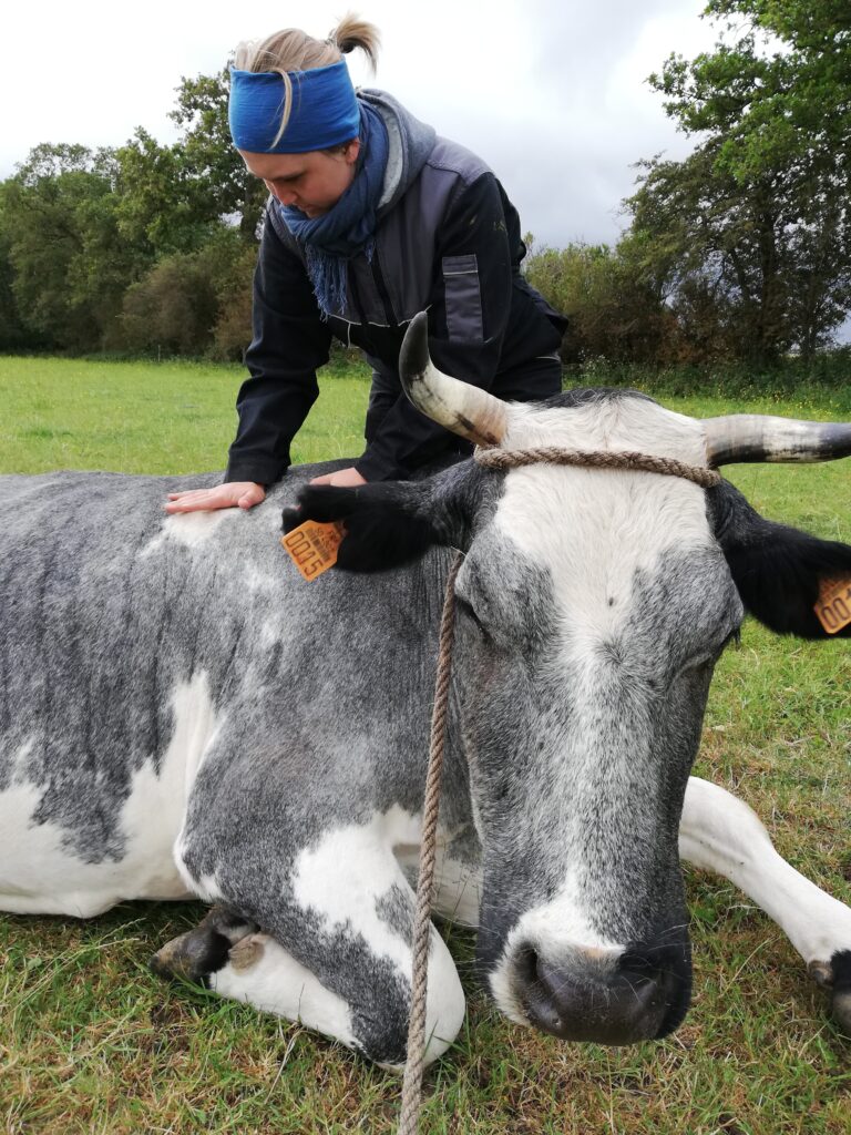 Ostéopathe vache allaitante